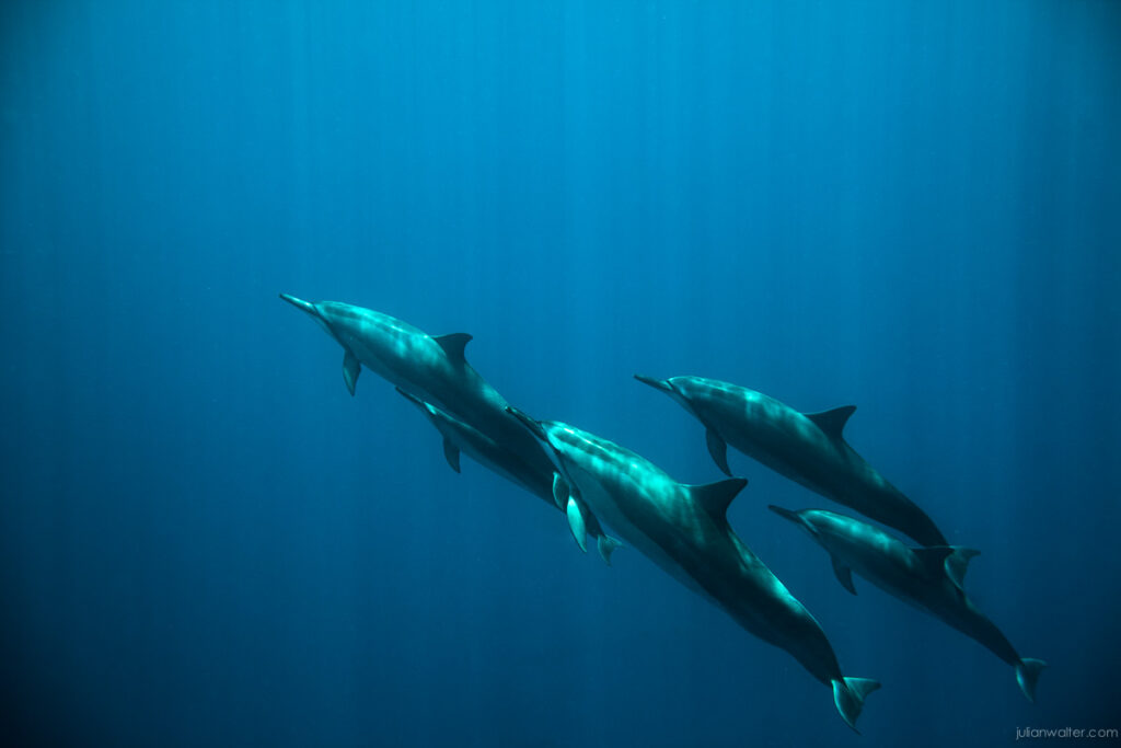 Spinner Dolphins - Makua Beach Oahu - Julian Walter Photography