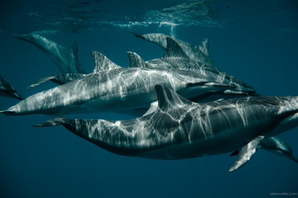 Spinner Dolphins - Makua Beach Oahu - Julian Walter Photography